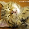 なごみ猫 2012年カレンダーフォトコンテスト、入選！！